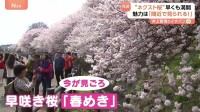人気桜・ソメイヨシノの次を狙う“ネクスト桜” 「春めき」満開でにぎわう　東京の桜…開花はいつ！？