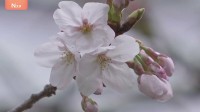 「暗いニュースが多いのでちょっと喜ばしい気持ち」東京の桜が開花　発表基準を上回る“61輪”　平年より5日早い