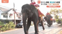 タイ観光地ではゾウが“徒歩出勤” 航空運賃などの高騰で旅行客が大幅減の予想も… イラン情勢受け世界中でガソリン高騰