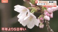 「61輪確認」 ついに東京の桜が開花　埼玉のスーパーでは“開花セール”を開催　和菓子に…イチゴ…もしかしたらお米も？