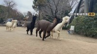 ニホンザルのパンチくんで大人気　市川市動植物園で週に1度のおたのしみ！ 一心不乱な「アルパカダッシュ」