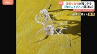 まるでガラス細工！？謎の透明生物がSNSで話題！異名は“海のエイリアン”その正体は？