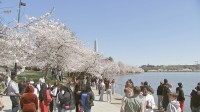 ワシントンの桜が満開　アメリカ建国250周年に日本から新たに贈られた250本の桜もまもなく仲間入り
