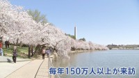 世界的桜の名所 ワシントンのポトマック川沿い3000本以上の桜が満開　支局カメラマンが撮影　アメリカ建国250年で新たに250本の桜を日本が寄贈 “日米友好のシンボル”