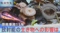 原発事故15年 キノコ、ヤマメ、アユ、ヒラメ…放射能の生き物への影響は【報道特集】