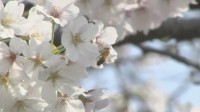 【速報】東京の桜が満開に　平年より3日早く