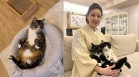 【 藤あや子 】保護猫・じゃこ天に「祝　野生放棄」　リビングで寛ぐ姿に安堵も　フォロワー共感「じゃこ天くんのヘソ天」