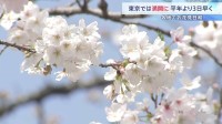 東京の桜が「満開」発表 平年より3日早く　きょうの都心は4月中旬並みの暖かさに