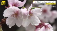 各地で“花散らしの雨”…見ごろを迎えた桜の名所では「桜より酒」　1日も全国的に雨の予報…“花見のラストチャンス”は？【news23】
