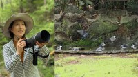 【 磯野貴理子 】公園で遭遇した野鳥たちの“水浴びラッシュ”に感激「羽を整えて元気に飛ぶため、水浴びは、とても大切！」