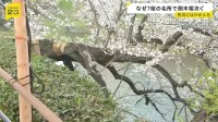 桜の木が根元から折れ…東京・千代田区の千鳥ヶ淵で倒木　世田谷区の砧公園でも