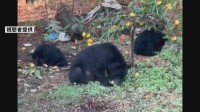 相次ぐクマ被害を受けクマの捕獲や管理に関する国のガイドラインを改定　環境省