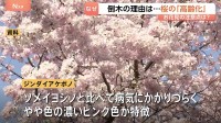 満開なのに…桜の倒木相次ぐ　原因は桜の「高齢化」　樹齢60年超えるとキノコによる腐敗のリスク高まる　次世代の桜「ジンダイアケボノ」に期待集まる