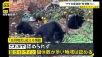 相次ぐクマ被害を受けクマの捕獲や管理に関する国のガイドラインを改定 「自然増加率」を超えるクマの捕獲が認められる