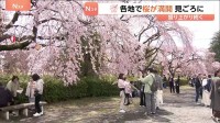 「暖かいのでみんなで楽しめれば」きのう“桜の満開”発表の仙台　花見客でにぎわう