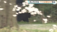 クマ住宅街で目撃相次ぐ「公園の方からイヌかと思ったらものすごい勢いで泳いで…」近くの小学校は登校自粛を呼びかけ【福島】