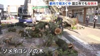 また都内で桜の木が倒れる　国立市・矢川駅前で「10～15mくらいの倒木」と通報　横断歩道ふさぐ　先月～砧公園や千鳥ヶ淵で倒木相次ぐ