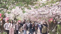 大阪の春の風物詩「桜の通り抜け」きょうから公開　140品種331本の桜が大阪市北区の造幣局構内に