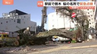 東京都内駅前で桜の倒木（国立市） 全国でソメイヨシノの“高齢化”進む　桜の名所で緊急点検 東京だけでなく福岡・舞鶴公園でも