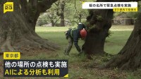 都内で相次ぐ倒木… 桜の名所「砧公園」で緊急点検実施 調査した25本のうち状態が悪い7本見つかる　今後はAIによる分析も