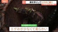春の味覚　たけのこ料理を味わう　鍬を手にしてたけのこ掘り　山口農園　千葉・大多喜町【SUNトピ】