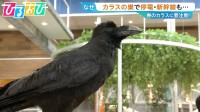 “春のカラス”神経質なぜ？電柱に巣作りで停電も…身を守るための3つの行動は【ひるおび】