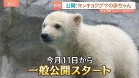 「白いもふもふ」ホッキョクグマの赤ちゃんを一般公開　秋田・男鹿水族館　名前は？