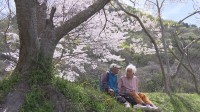 いくら季節が過ぎても…咲き誇るサクラと老夫婦の物語 「長く一緒に生きたい」認知症の妻を支える夫と子どもたちが下した決断【現場から、】
