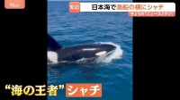 「えぐい、えぐい！」日本海で漁船に近づいてきたのは…“海の王者”シャチ　石川・能登町の漁師も驚く「宝くじに当たったレベル以上」その瞬間映像