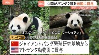 中国がパンダ2頭をアメリカに貸与　トランプ大統領の訪中前に発表　アトランタ動物園に オス「平平（ピンピン）」とメス「福双（フーシュアン）」の2頭