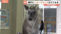 駅前の銀行内に「ニホンカモシカが立てこもり」　銀行から110番通報　新潟・JR柏崎駅前の繁華街　数時間後…麻酔吹き矢で捕獲