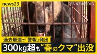 【春のクマ 出没相次ぐ】冬眠明けて各地に “300kg超の個体”まで…連休中 クマに遭遇しないための対策とは【news23】