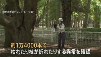 都内の樹木80万本を緊急点検　1万4000本に枝が折れたりするなどの異常　小池百合子都知事 「スピード感をもって植え替え進める」