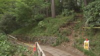 東京・杉並区「善福寺公園」で高さ30ｍのクヌギが倒木　去年5月の点検で“異常な音がする”として経過観察中　けが人なし
