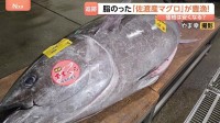 シーズンは6月なのに…佐渡産マグロがいま豊漁！脂がのって、春らしい香りも…関東で安く食べることはできるの？？