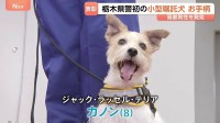 ジャック・ラッセル・テリアの警察犬がお手柄　道に迷った80代男性を発見して表彰　栃木県初の小型警察犬