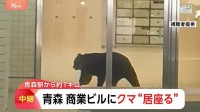 10人以上が取り残される　青森市内の商業ビルにクマ1頭が居座り　300m離れた駐車場でもクマ目撃…別の個体か　緊急銃猟も検討