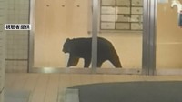 青森市中心部の複合商業ビルにクマ1頭が居座る　緊急銃猟で駆除