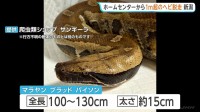 ホームセンターからヘビ脱走か 全長約1m・太さ約15cm “毒なし”もかみつかれるおそれ　新潟・上越市