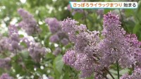 初夏の風物詩「さっぽろライラックまつり」はじまる　苗木の配布に長蛇の列も…　札幌市・大通公園などで