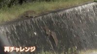 “スパルタ教育”なイノシシ「野生の育て方」はスゴイ！ウリ坊の前に立ちはだかる高すぎる壁