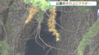 公園の木の上にクマ発見・捕獲　体長1m以上ある成獣のオス　長野・松本市