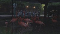 15年ぶり“パンダ不在”の上野動物園で「夜のどうぶつえん」開催　夜のハシビロコウの姿は… 東京都が新たな魅力発信に注力