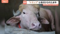 話題の水牛「名前はドナルド・トランプです」 特徴的な毛並みがあの髪型にそっくり！？バングラデシュ