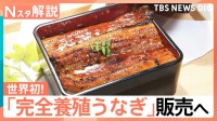 「完全養殖うなぎ」29日から一般向け販売へ、国産うなぎは前年比4割安！今後の価格はどうなる？【Nスタ解説】