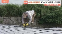台風6号接近 ピーマン農家が対策に追われる「なるべく最低限で済んでほしい」　沖縄