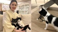 【 藤あや子 】愛猫マルが爪研ぎをベッドに「可愛いから許そう」　じゃこ天はオレオから突然パンチ　三者三様の日常
