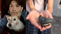 【 照英 】「カワセミが激突」救い出して　愛娘の手から再び空へ「カワセミブルーの美しさは一生忘れない」