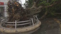 【台風6号】沖縄本島は暴風域に　各地で倒木や停電などの被害　今夜遅くにかけて沖縄本島地方に最接近の見通し
