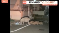ウリ坊5頭を引き連れ…“イノシシ親子”が神戸市の住宅街を闊歩「行動が予測できない」カメラが捉えた“人間も恐れない大胆な姿”
